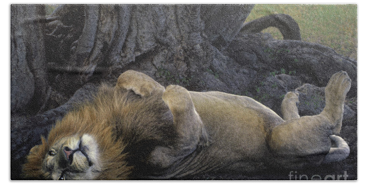 Dave Welling Bath Towel featuring the photograph African Lion Panthera Leo Wild Kenya by Dave Welling