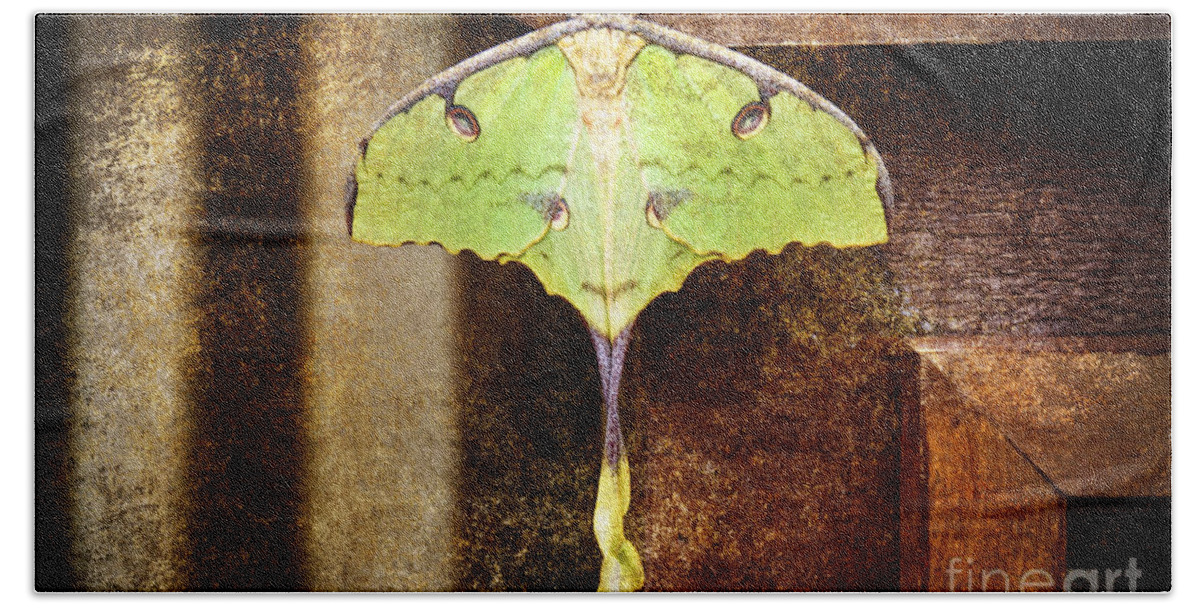Butterfly Hand Towel featuring the photograph African Moon Moth 2 by Andee Design
