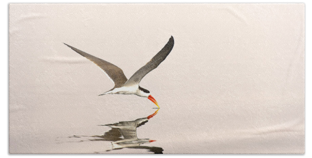 Andrew Schoeman Bath Towel featuring the photograph African Skimmer Foraging Chobe Np by Andrew Schoeman