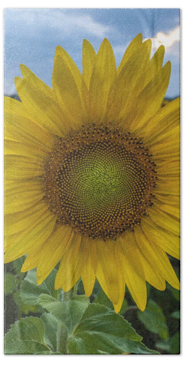 After The Rain Sunflowers Augusta Nj Hand Towel featuring the photograph After the Rain Sunflower Augusta NJ by Terry DeLuco