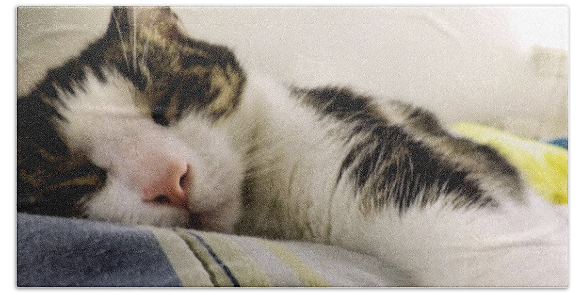 Cat Hand Towel featuring the photograph Afternoon Nap by Robyn King