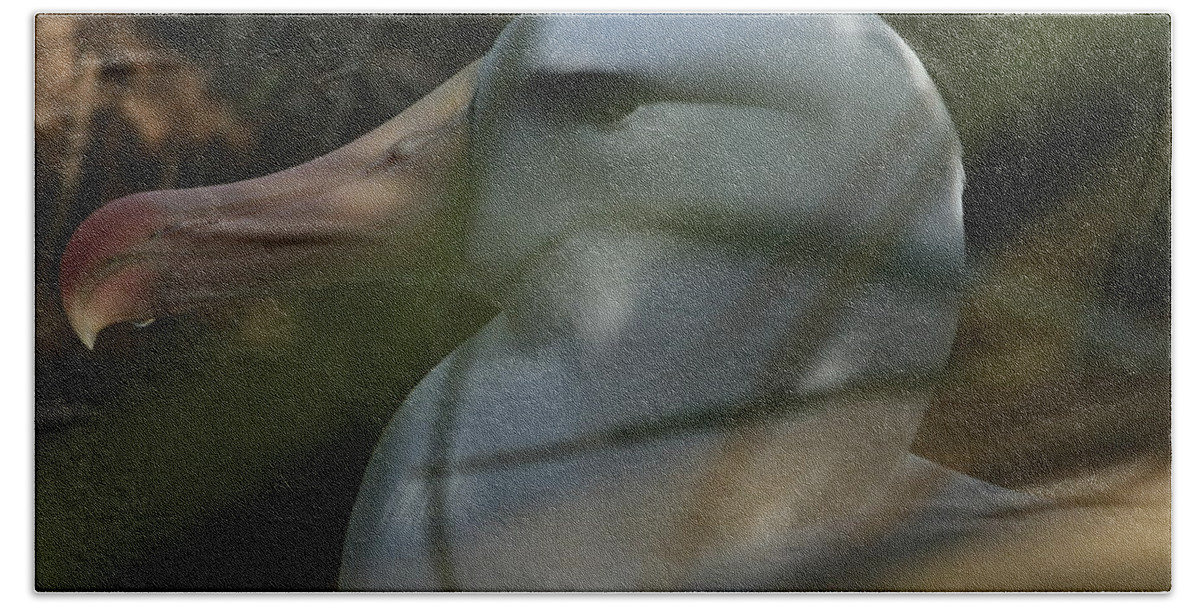 Black Browed Albatross On Nest Bath Towel featuring the photograph Albatross by Amanda Stadther