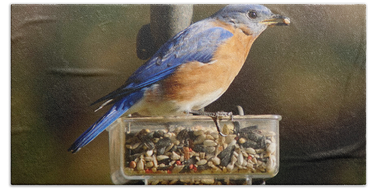 Bluebird Bath Towel featuring the photograph All You Can Eat by Robert L Jackson