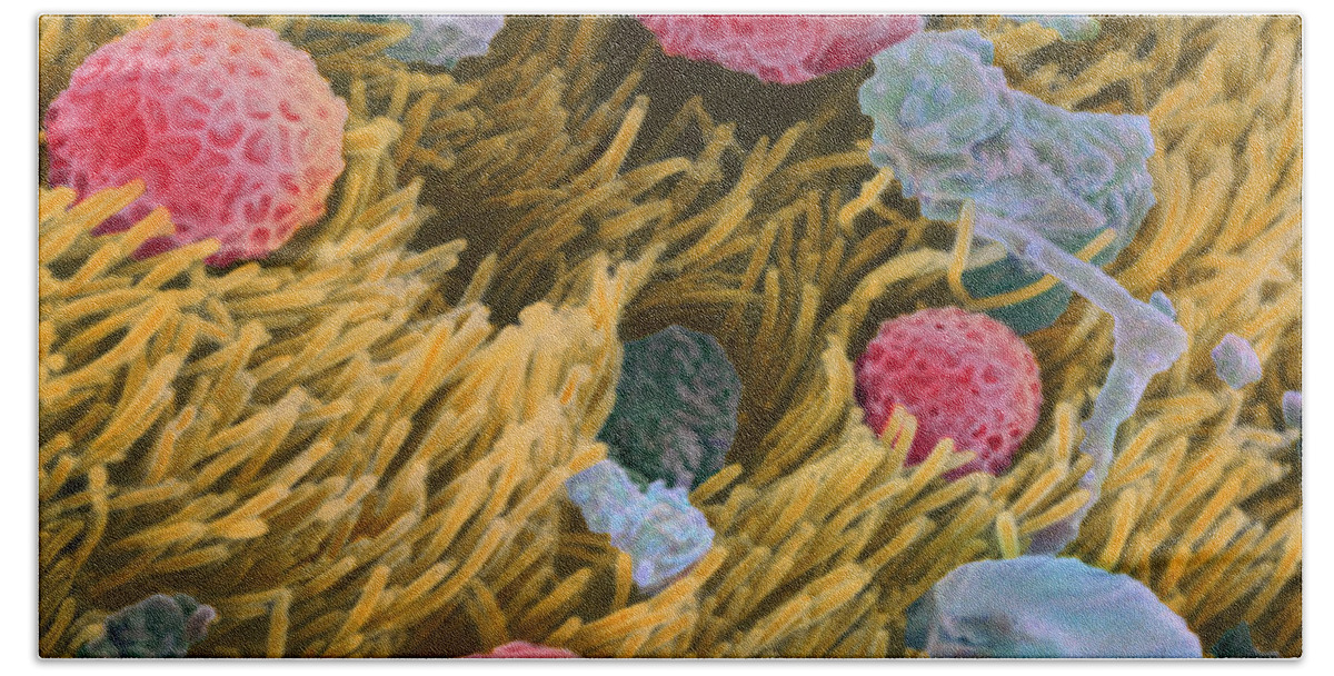 Allergens On Surface Of Trachea Bath Towel featuring the photograph Allergens on surface of trachea by Spl