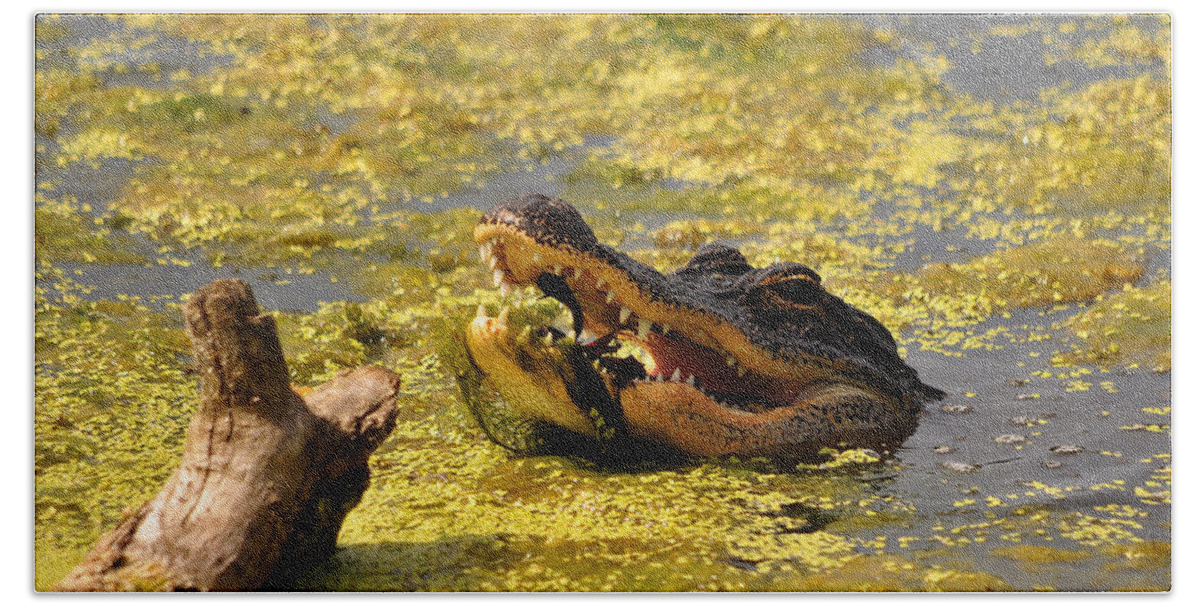 Alligator Bath Towel featuring the photograph Alligator Ambush by Al Powell Photography USA