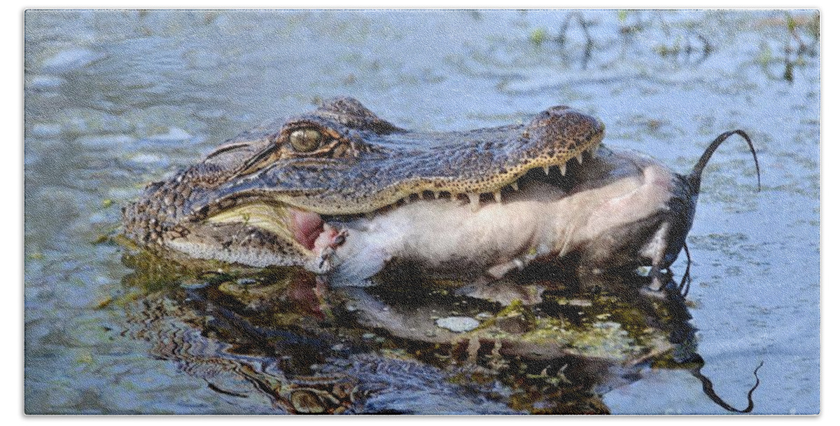 Alligator Bath Towel featuring the photograph Alligator Catches Catfish by Kathy Baccari