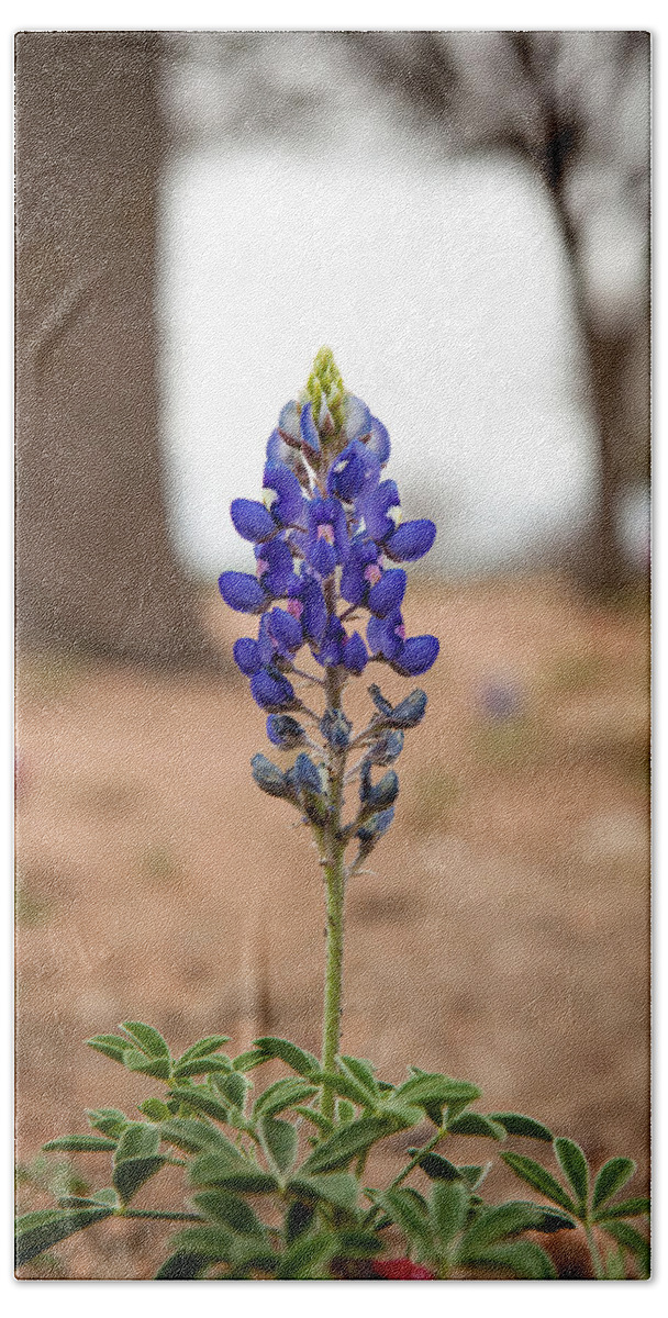 Bluebonnet Hand Towel featuring the photograph Alone in the Woods by Melinda Ledsome