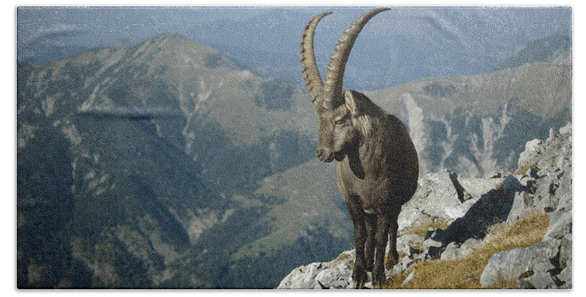 Feb0514 Hand Towel featuring the photograph Alpine Ibex Male In The Swiss Alps by Konrad Wothe