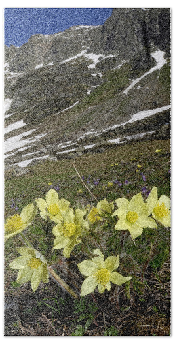 Feb0514 Hand Towel featuring the photograph Alpine Pasque Flower Swiss Alps by Thomas Marent