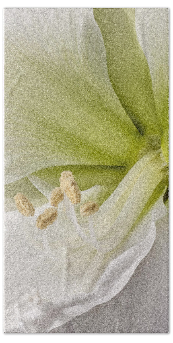 3scape Photos Hand Towel featuring the photograph Amaryllis by Adam Romanowicz