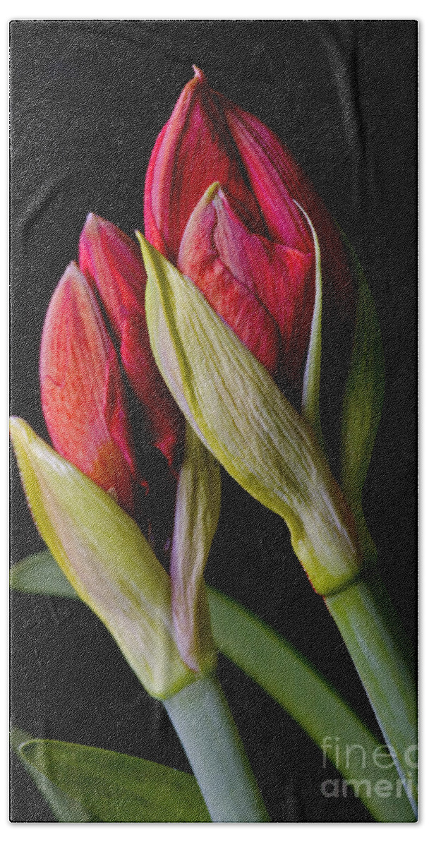 Craig Lovell Bath Towel featuring the photograph Amaryllis Buds by Craig Lovell