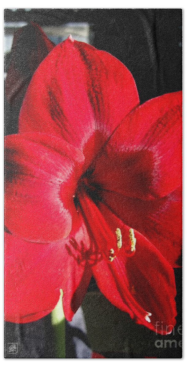 Mccombie Hand Towel featuring the photograph Amaryllis named Black Pearl by J McCombie