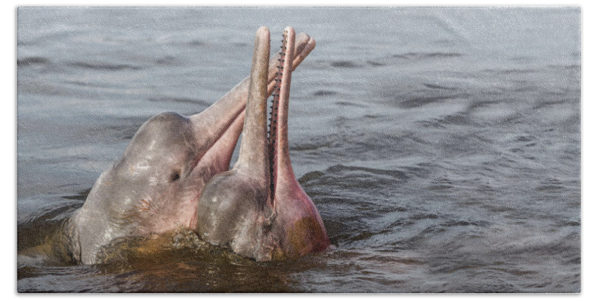 Amazon River Dolphin Bath Towel featuring the photograph Amazon River Dolphins by M. Watson