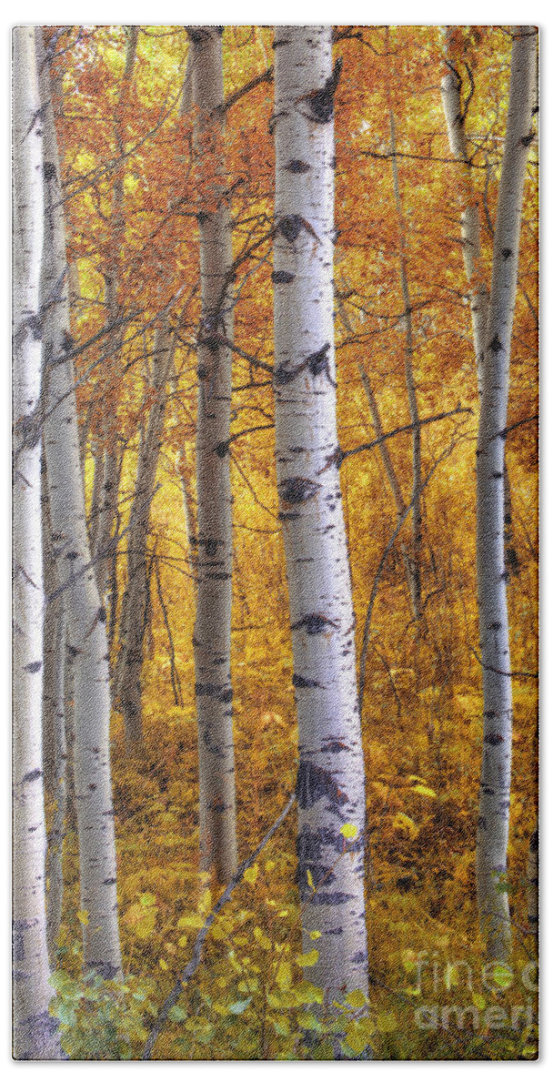 Aspen Trees Bath Towel featuring the photograph Amber Aspens by Marco Crupi