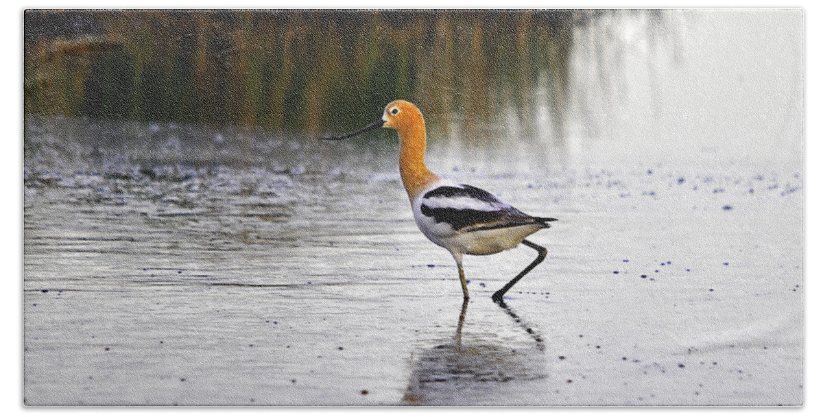 Wading Bird Bath Towel featuring the photograph American Avocet by Al Powell Photography USA