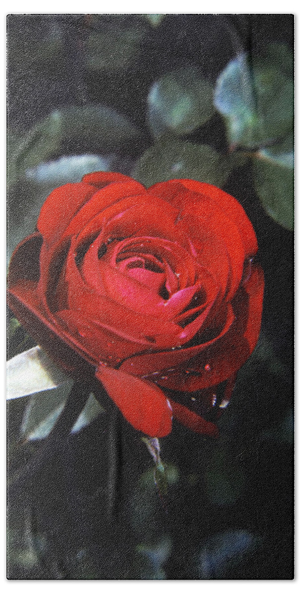 American Beauty Bath Towel featuring the photograph American Beauty Rose by Peter Muhlenberg
