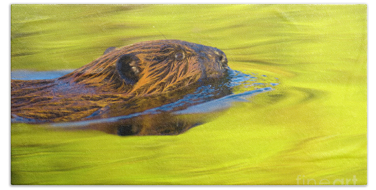 00345392 Hand Towel featuring the photograph American Beaver Swimming in Denali by Yva Momatiuk John Eastcott