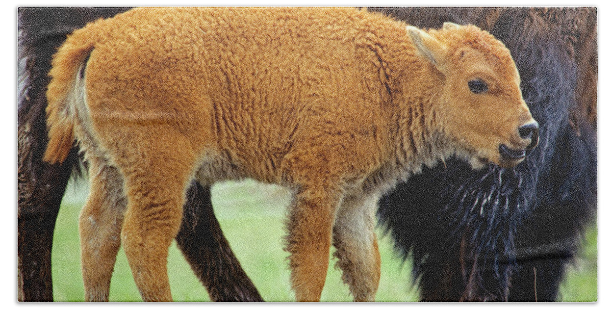 00176560 Bath Towel featuring the photograph American Bison Calf by Tim Fitzharris