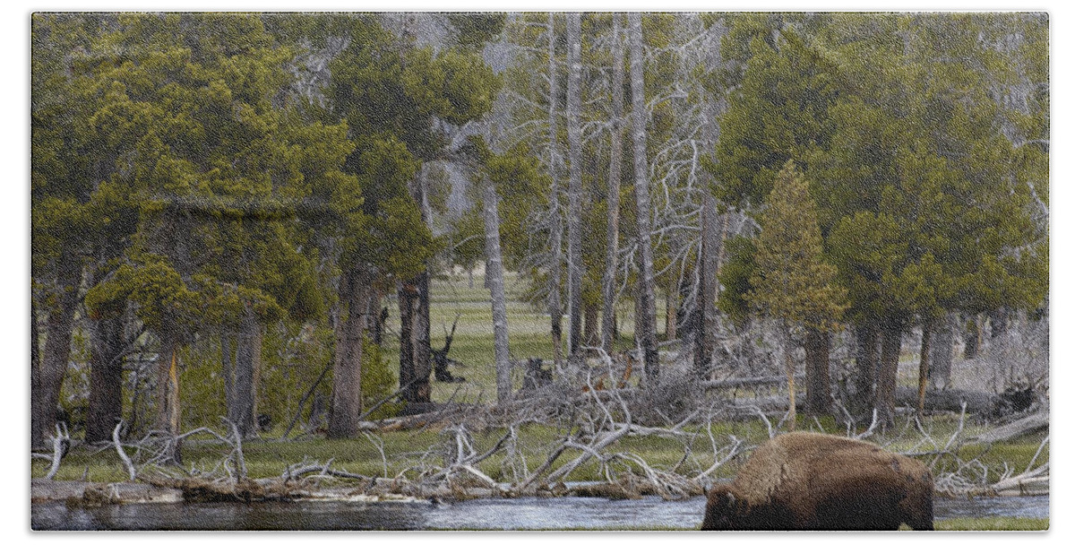 00210687 Bath Towel featuring the photograph American Bison Male Yellowstone by Pete Oxford