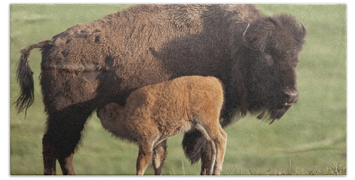00176535 Bath Towel featuring the photograph American Bison Nursing Calf by Tim Fitzharris