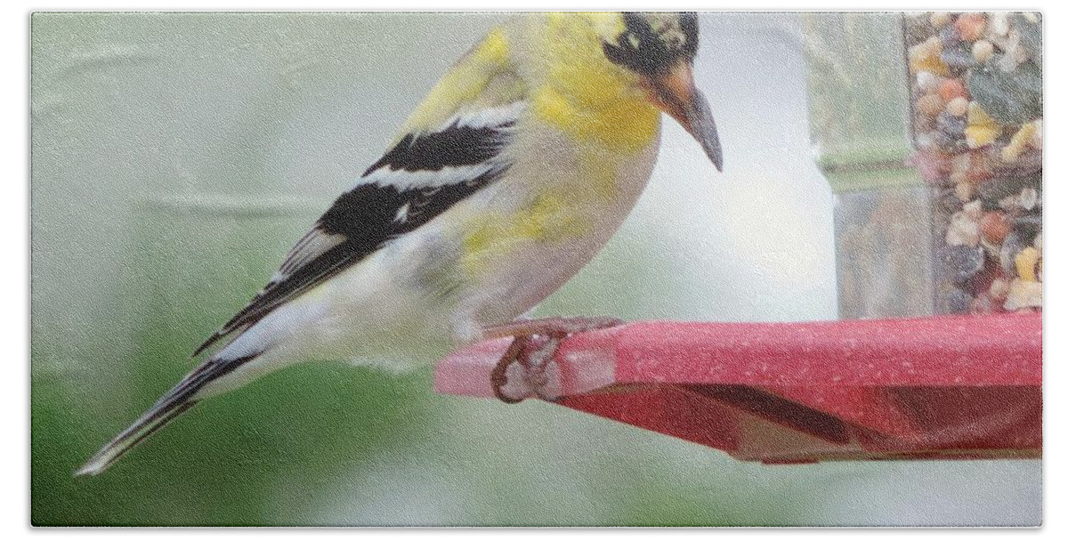 American Goldfinch Birds Bath Towel featuring the photograph American Goldfinch at the Feeder 03 by Robert ONeil
