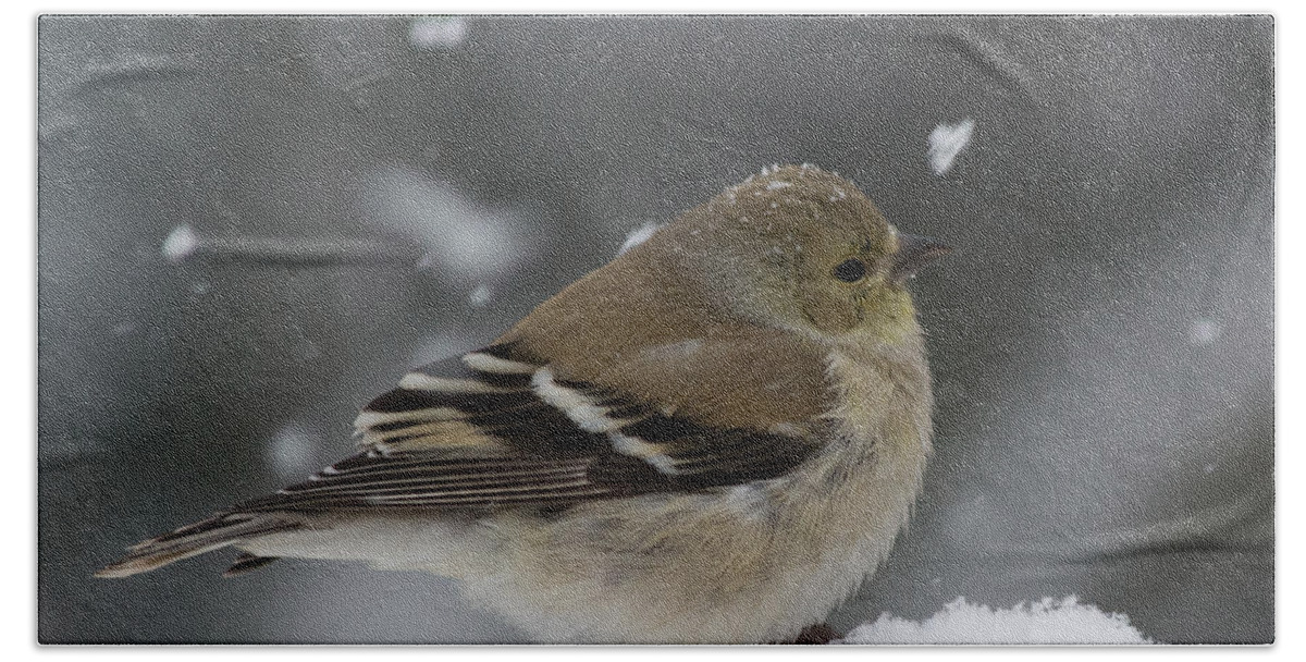 American Goldfinch In The Snow In Winter Hand Towel featuring the photograph American Goldfinch in winter by Kenneth Cole