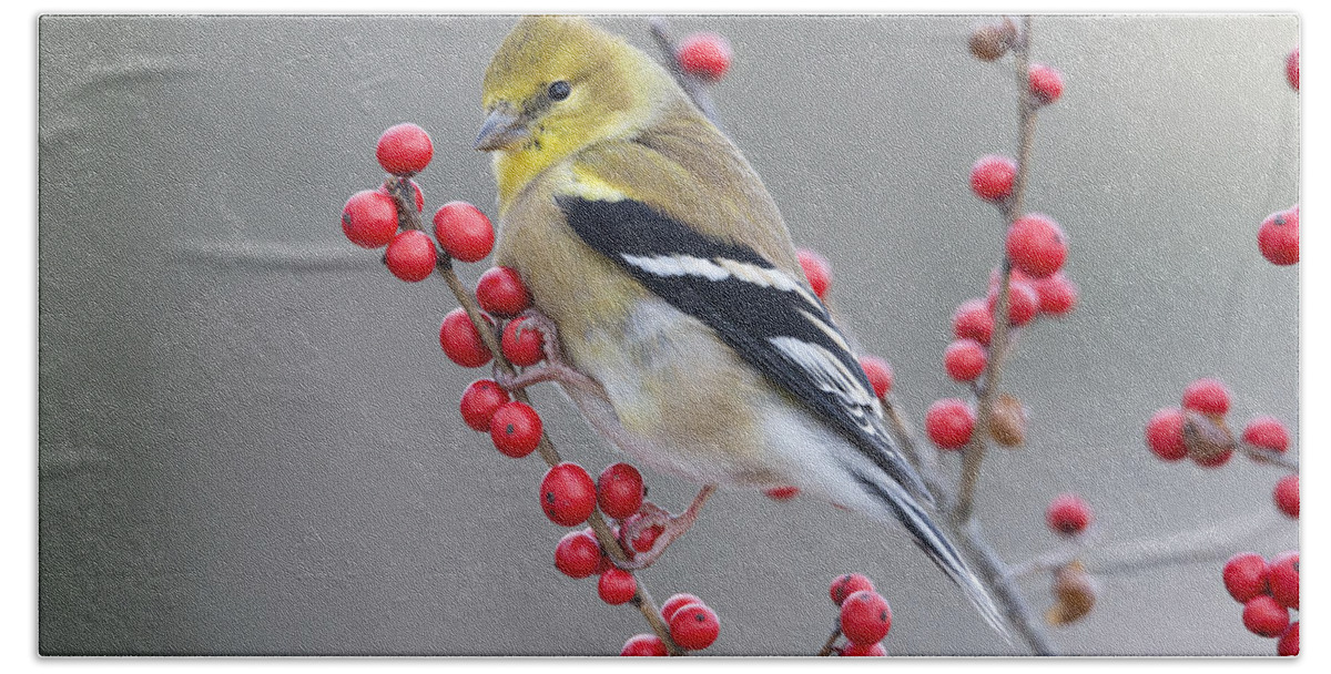 Scott Leslie Bath Towel featuring the photograph American Goldfinch In Winter by Scott Leslie