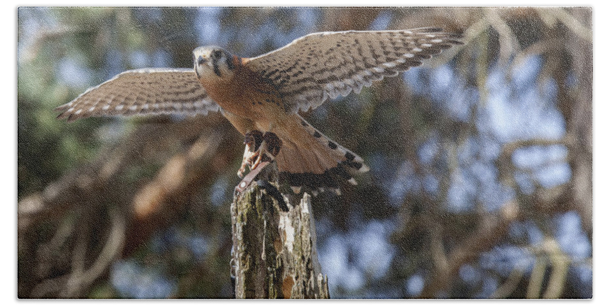 Agile Bath Towel featuring the photograph American Kestrel by Jack R Perry