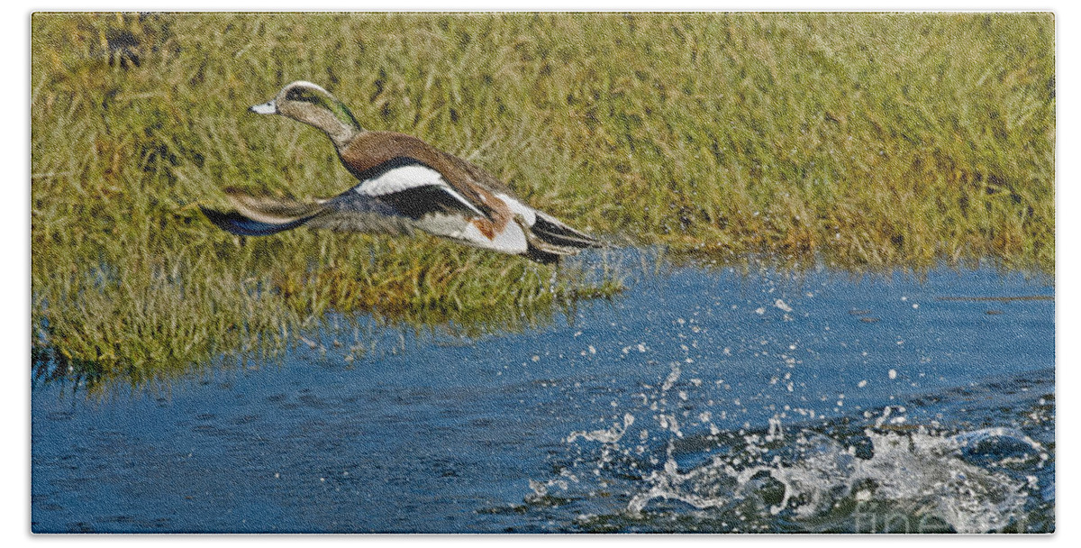 Fauna Bath Towel featuring the photograph American Wigeon Taking Off by Anthony Mercieca