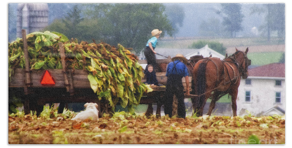 Amish Bath Sheet featuring the photograph Amish Tobacco Harvest by Timothy Hacker