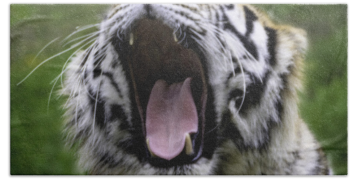 Tiger Bath Sheet featuring the photograph Amur Tiger by LeeAnn McLaneGoetz McLaneGoetzStudioLLCcom