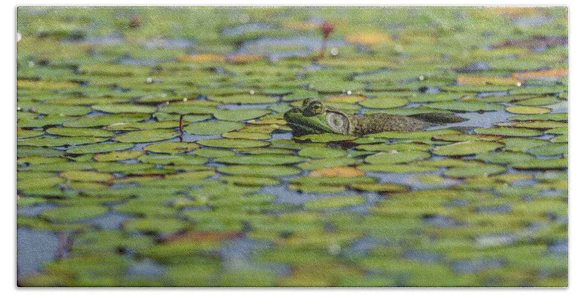 J. T. Nickel Family Nature And Wildlife Preserve Bath Towel featuring the photograph An American Bullfrog Lithobates by Robert L. Potts