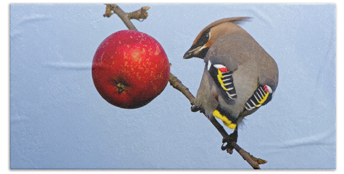 Waxwing Hand Towel featuring the photograph An apple a day... by Torbjorn Swenelius