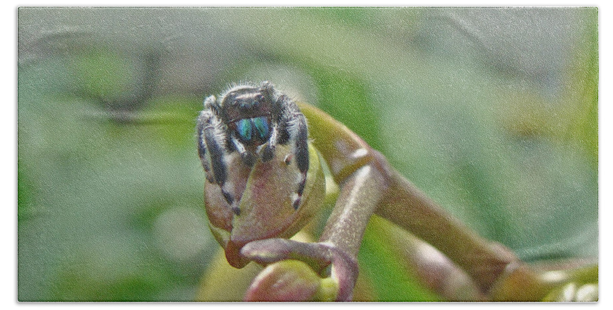 Spider Bath Sheet featuring the photograph An Orchid For M'Lady - Jumping Spider - Phidippus audax by Carol Senske