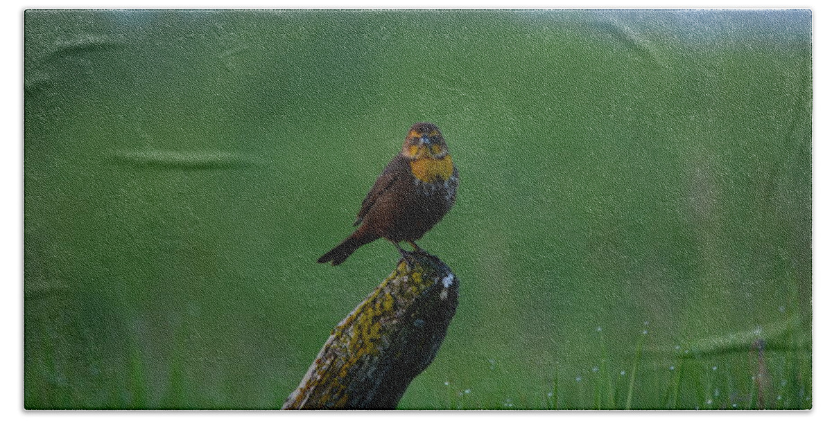 Yellowheaded Blackbird Hand Towel featuring the photograph Angry Bird by Whispering Peaks Photography
