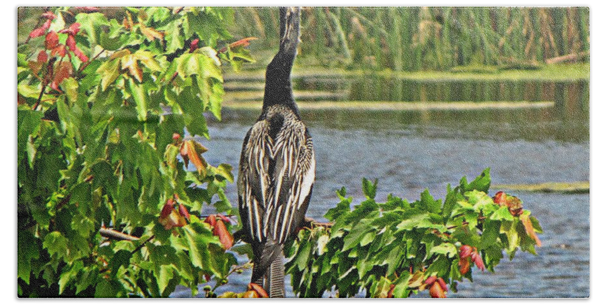 Florida Bath Sheet featuring the photograph Anhinga in Florida by MTBobbins Photography