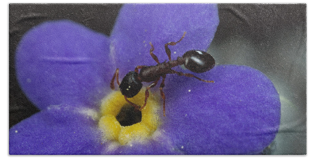Feb0514 Bath Towel featuring the photograph Ant With Pollen Enters Alpine by Mark Moffett