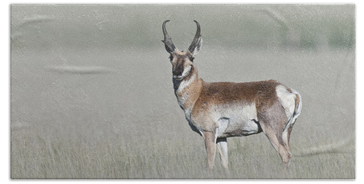 Antelope Buck Hand Towel featuring the photograph Antelope Buck by Gary Langley
