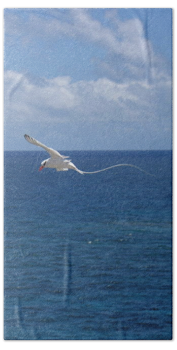 Seabird Bath Towel featuring the photograph Antigua - In flight by HEVi FineArt