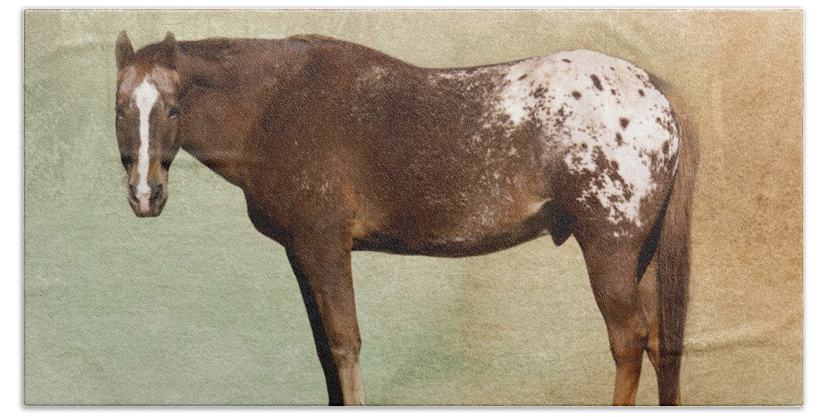 Appaloosa Horse Bath Towel featuring the photograph Appaloosa by Betty LaRue