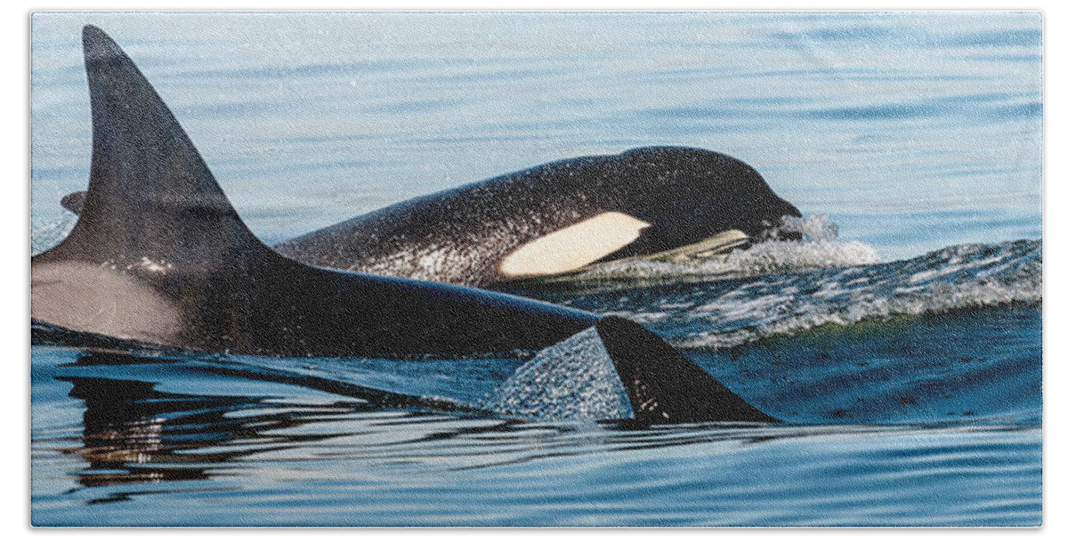 Orca Bath Towel featuring the photograph Aquatic Immersion by Roxy Hurtubise