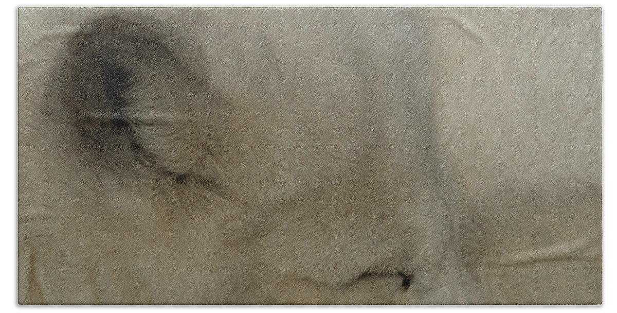 Arctic Fox Bath Sheet featuring the photograph Arctic Fox by Ernest Echols