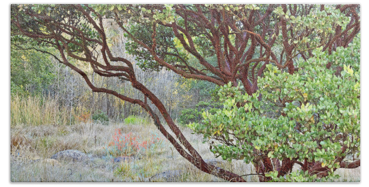 Kate Brown Bath Towel featuring the photograph Arctostaphylos hybrid by Kate Brown