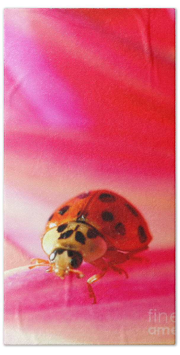 Red Bath Towel featuring the photograph Asian Lady Beetle 2 by Amanda Mohler