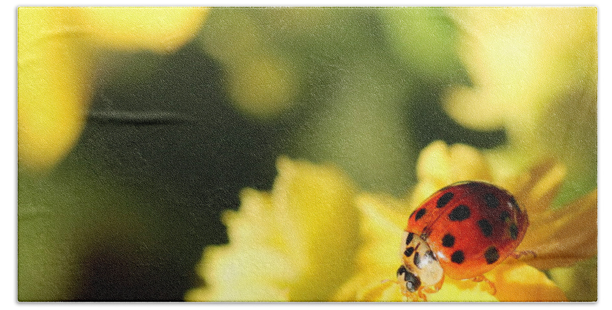 Red Hand Towel featuring the photograph Asian Lady Beetle by Amanda Mohler