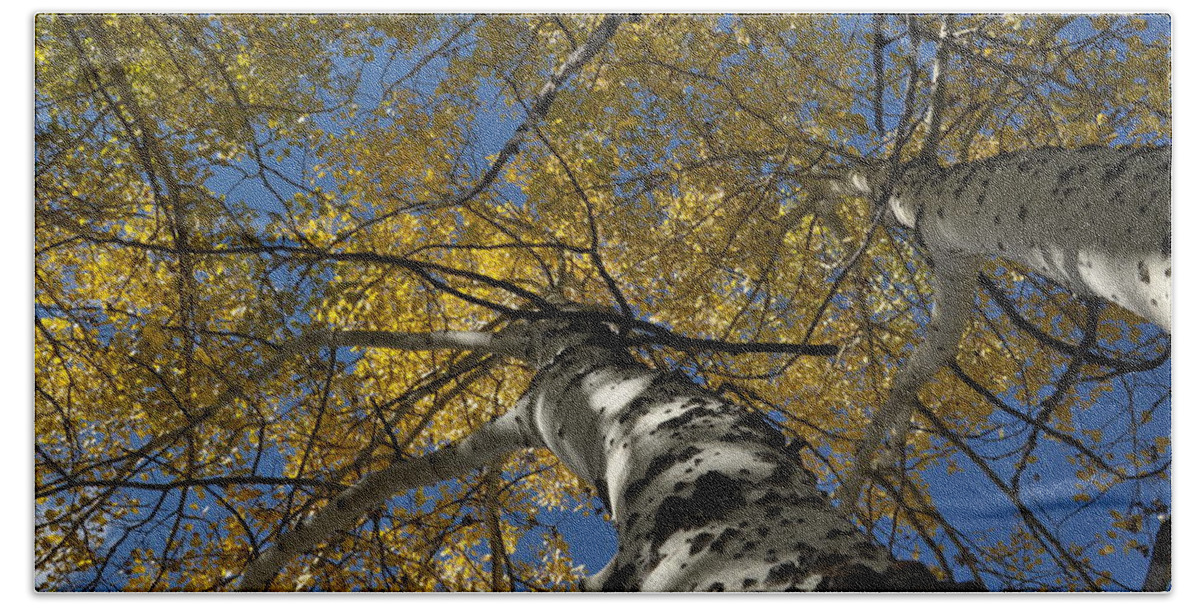 Gold Bath Towel featuring the photograph Fall Aspen by Frank Madia