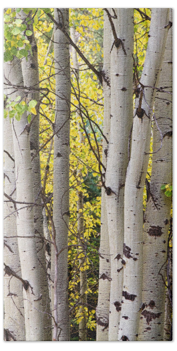 Aspen Bath Towel featuring the photograph Aspen Trees in Autumn Color Portrait View by James BO Insogna