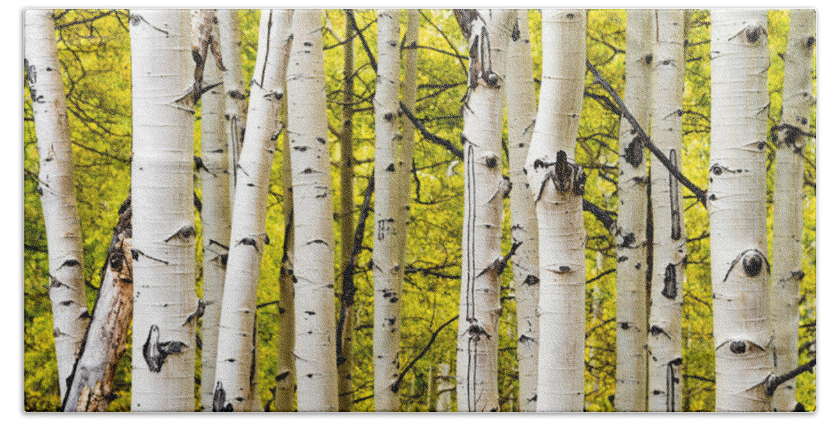 Aspen Hand Towel featuring the photograph Aspens by Chad Dutson