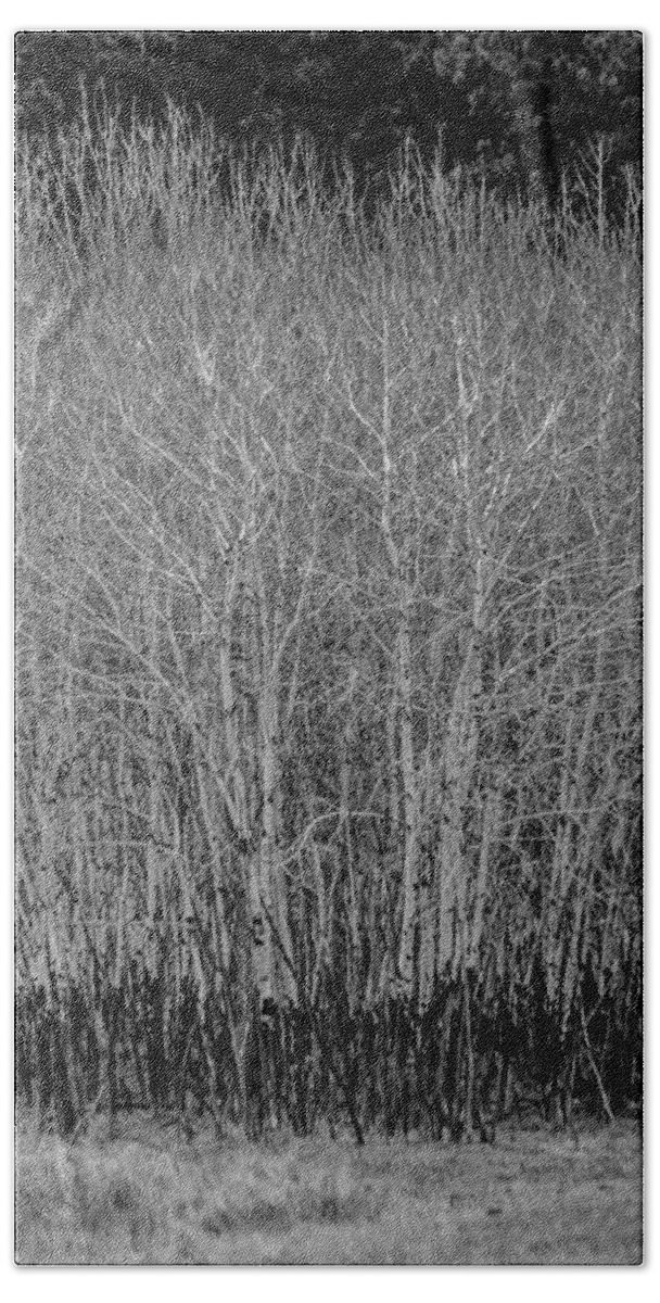 Dakota Bath Towel featuring the photograph Aspens in Black and White by Greni Graph