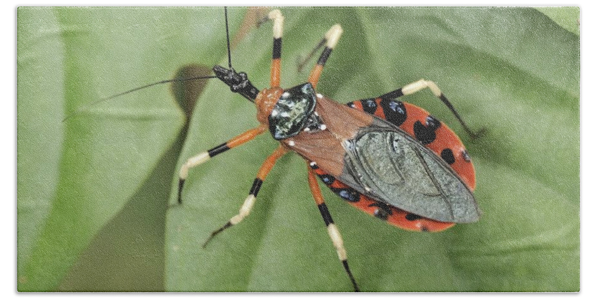 Wildlife Bath Towel featuring the photograph Assassin Bug Eulyes Sp by Fletcher & Baylis